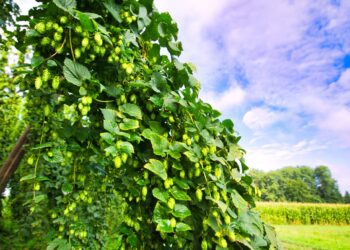 Gmina Leżajsk złoży ofertę zakupu browaru