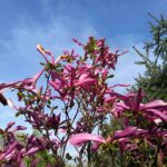 Magnolie, królowe wiosny 2 - Polskie Radio Rzeszów Magnolie, królowe wiosny - Polskie Radio Rzeszów