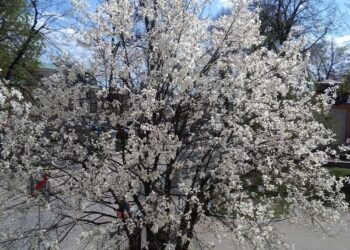 Magnolie, królowe wiosny