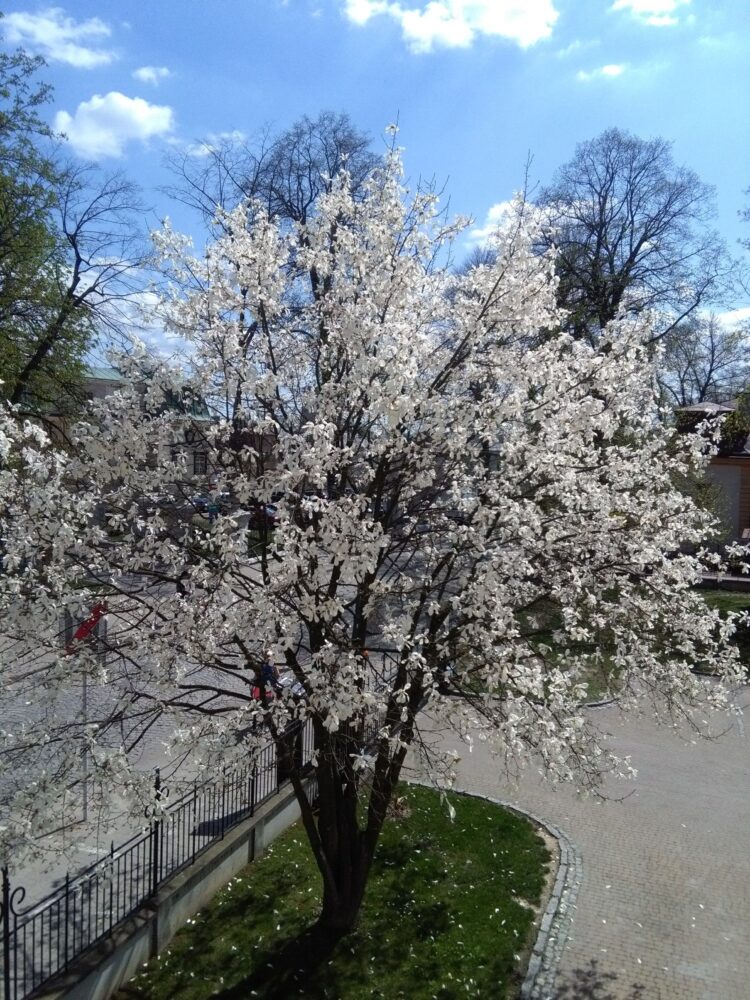 Magnolie, królowe wiosny 1 - Polskie Radio Rzeszów Magnolie, królowe wiosny