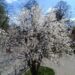 magnoliaradio 2