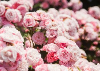 Retro autobus z&nbsp;okazji Dnia Kobiet