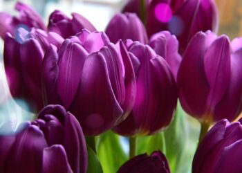 Dzień Kobiet w&nbsp;Trzcianie