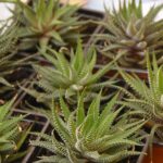 Wymieniaj i adoptuj rośliny 4 - Polskie Radio Rzeszów Wymieniaj i adoptuj rośliny - Polskie Radio Rzeszów