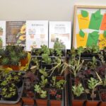 Wymieniaj i adoptuj rośliny 5 - Polskie Radio Rzeszów Wymieniaj i adoptuj rośliny - Polskie Radio Rzeszów