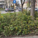 Wiosenne porządki i nasadzenia kwiatów w Rzeszowie 7 - Polskie Radio Rzeszów Wiosenne porządki i nasadzenia kwiatów w Rzeszowie - Polskie Radio Rzeszów