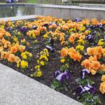 Wiosenne porządki i nasadzenia kwiatów w Rzeszowie 10 - Polskie Radio Rzeszów Wiosenne porządki i nasadzenia kwiatów w Rzeszowie - Polskie Radio Rzeszów