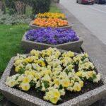 Wiosenne porządki i nasadzenia kwiatów w Rzeszowie 16 - Polskie Radio Rzeszów Wiosenne porządki i nasadzenia kwiatów w Rzeszowie - Polskie Radio Rzeszów