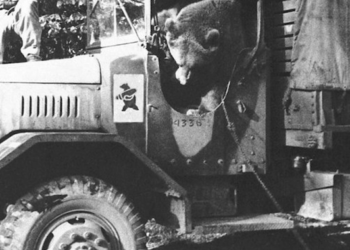 Niedźwiedź Wojtek, żołnierz generała Andersa. Konkurs IPN