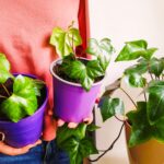 Przyjdź i zaadoptuj roślinkę! 3 - Polskie Radio Rzeszów Przyjdź i zaadoptuj roślinkę! - Polskie Radio Rzeszów