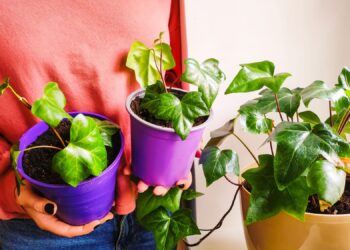 Przyjdź i&nbsp;zaadoptuj roślinkę!