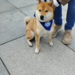 Dzisiaj na rzeszowskim Rynku finał akcji Animal Hero 2 - Polskie Radio Rzeszów Dzisiaj na rzeszowskim Rynku finał akcji Animal Hero - Polskie Radio Rzeszów