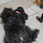 Dzisiaj na rzeszowskim Rynku finał akcji Animal Hero 3 - Polskie Radio Rzeszów Dzisiaj na rzeszowskim Rynku finał akcji Animal Hero - Polskie Radio Rzeszów