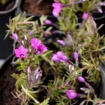 Wymieniaj i adoptuj rośliny 6 - Polskie Radio Rzeszów Wymieniaj i adoptuj rośliny - Polskie Radio Rzeszów