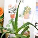 Wymieniaj i adoptuj rośliny 7 - Polskie Radio Rzeszów Wymieniaj i adoptuj rośliny - Polskie Radio Rzeszów