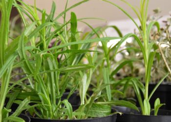 Wymieniaj i&nbsp;adoptuj rośliny