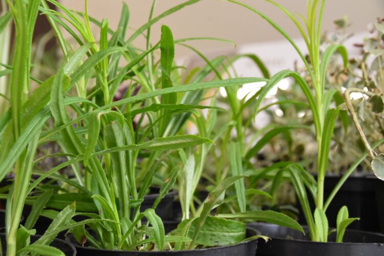 Wymieniaj i adoptuj rośliny