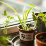 Przyjdź i zaadoptuj roślinkę! 5 - Polskie Radio Rzeszów Przyjdź i zaadoptuj roślinkę! - Polskie Radio Rzeszów