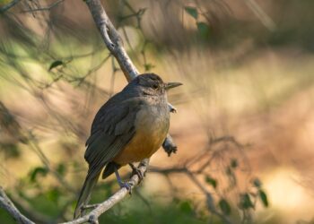 Psikusy u&nbsp;zwierząt