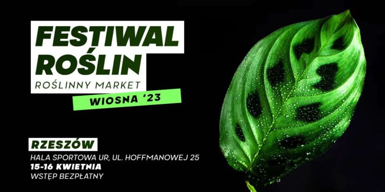 Festiwal Ro lin