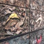 Z lasu do galerii sztuki. "Translokacje. Nieoczekiwany powrót" Krzysztofa Pisarka 6 - Polskie Radio Rzeszów Z lasu do galerii sztuki. "Translokacje. Nieoczekiwany powrót" Krzysztofa Pisarka - Polskie Radio Rzeszów