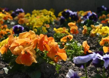 Zielono w&nbsp;rzeszowskich parkach