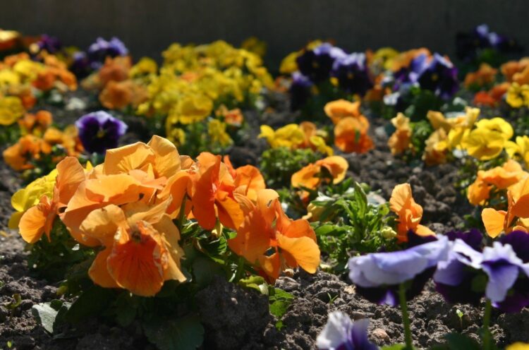 Zielono w rzeszowskich parkach 1 - Polskie Radio Rzeszów Zielono w rzeszowskich parkach