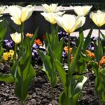 Zielono w rzeszowskich parkach - Polskie Radio Rzeszów