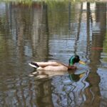 Zielono w rzeszowskich parkach - Polskie Radio Rzeszów