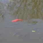 Zielono w rzeszowskich parkach - Polskie Radio Rzeszów