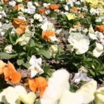 Zielono w rzeszowskich parkach - Polskie Radio Rzeszów