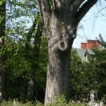 Zielono w rzeszowskich parkach - Polskie Radio Rzeszów