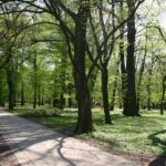Zielono w rzeszowskich parkach - Polskie Radio Rzeszów