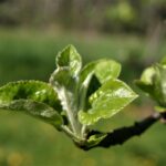 Sad edukacyjny w Rzeszowie powoli rozkwita (zdjęcia) - Polskie Radio Rzeszów