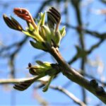 Sad edukacyjny w Rzeszowie powoli rozkwita (zdjęcia) - Polskie Radio Rzeszów