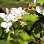 Sad edukacyjny w Rzeszowie powoli rozkwita (zdjęcia) - Polskie Radio Rzeszów