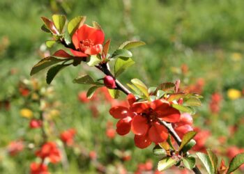Sad edukacyjny w&nbsp;Rzeszowie powoli rozkwita (zdjęcia)