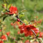 Sad edukacyjny w Rzeszowie powoli rozkwita (zdjęcia) - Polskie Radio Rzeszów