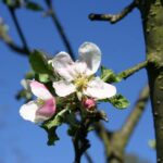 Sad edukacyjny w Rzeszowie powoli rozkwita (zdjęcia) - Polskie Radio Rzeszów