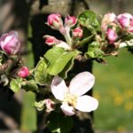 Sad edukacyjny w Rzeszowie powoli rozkwita (zdjęcia) - Polskie Radio Rzeszów