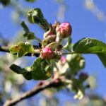 Sad edukacyjny w Rzeszowie powoli rozkwita (zdjęcia) - Polskie Radio Rzeszów