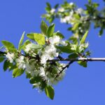 Sad edukacyjny w Rzeszowie powoli rozkwita (zdjęcia) - Polskie Radio Rzeszów