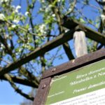 Sad edukacyjny w Rzeszowie powoli rozkwita (zdjęcia) - Polskie Radio Rzeszów