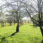 Sad edukacyjny w Rzeszowie powoli rozkwita (zdjęcia) - Polskie Radio Rzeszów