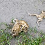 Kończy się tegoroczna akcja przenoszenia żab 3 - Polskie Radio Rzeszów Kończy się tegoroczna akcja przenoszenia żab - Polskie Radio Rzeszów