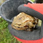 Kończy się tegoroczna akcja przenoszenia żab 4 - Polskie Radio Rzeszów Kończy się tegoroczna akcja przenoszenia żab - Polskie Radio Rzeszów