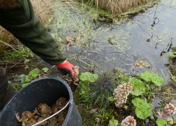 Kończy się tegoroczna akcja przenoszenia żab
