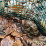 Kończy się tegoroczna akcja przenoszenia żab 10 - Polskie Radio Rzeszów Kończy się tegoroczna akcja przenoszenia żab - Polskie Radio Rzeszów