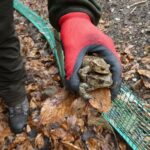 Kończy się tegoroczna akcja przenoszenia żab 2 - Polskie Radio Rzeszów Kończy się tegoroczna akcja przenoszenia żab - Polskie Radio Rzeszów