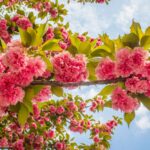 Sad edukacyjny w Rzeszowie powoli rozkwita (zdjęcia) - Polskie Radio Rzeszów